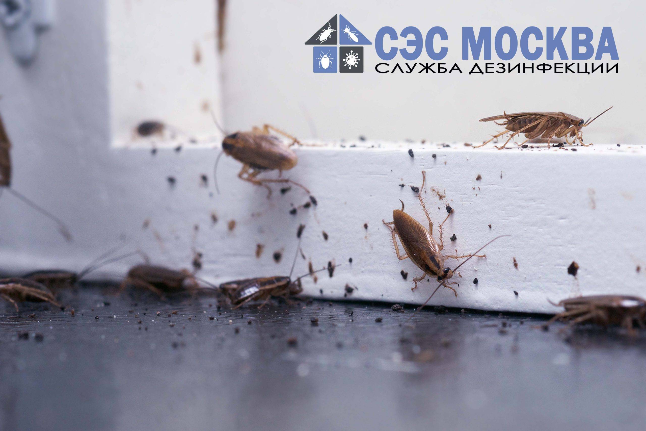 уничтожение тараканов в москве